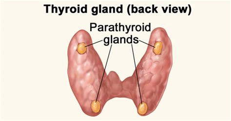 The word isthmus is derived from the ancient greek ισθμος. What are the Parathyroid Glands? - Thyroid Sydney