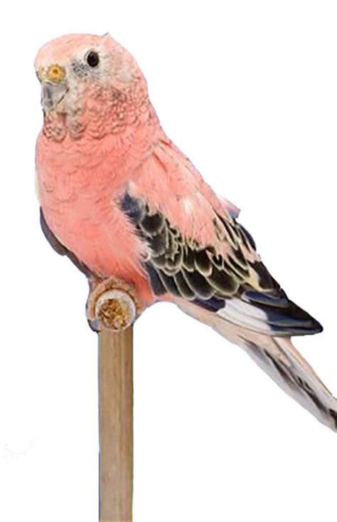 Rosy Bourke Parakeet The Animal Store Baby Birds For Sale
