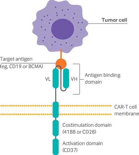 Chimeric Antigen Receptor T Cell Therapy For Cancer Clinical