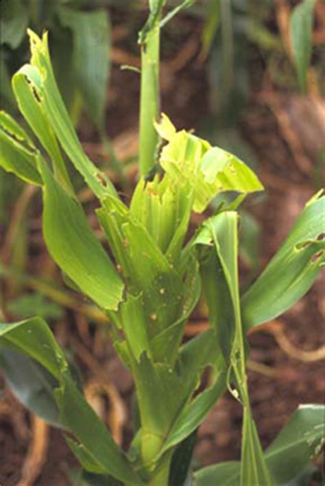 Fall Armyworm Pests Corn Integrated Pest Management Ipm Field