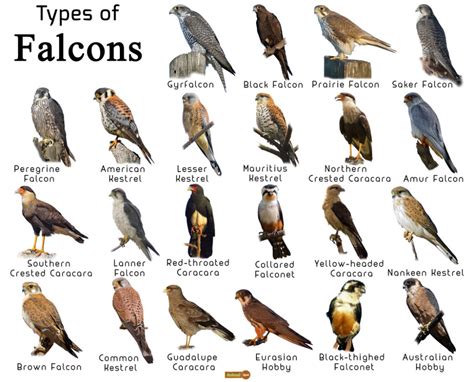 Falcon Facts Types Classification Habitat Diet Adaptations Pet