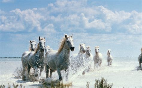 Horses On The Beach Wallpaper Wallpapersafari
