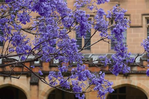 Not suitable for under powerlines. Best Time to See Jacaranda Trees in Bloom, Sydney 2020 ...
