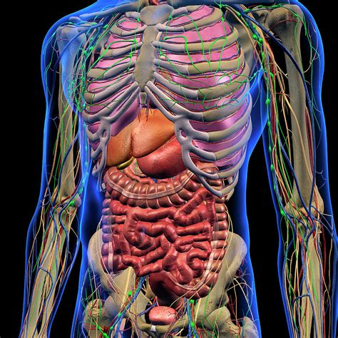 Male Internal Anatomy Of Chest Photograph By Hank Grebe Pixels