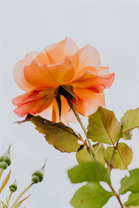 Garden Rose In Bloom · Free Stock Photo