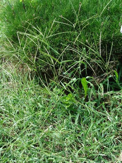 Crabgrass Control And Spring Fertilization • Greenview Fertilizer