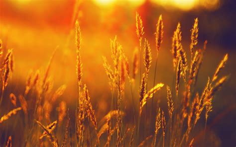 Landscape Summer Field Wheat Sunset Wallpapers Hd