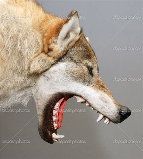To entice someone or something to come out of hiding. wolf mouth open - Google Search | Wolf head, Wolf, Open mouth drawing