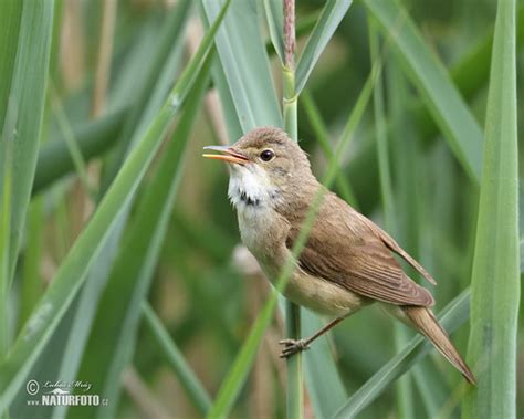 Acrocephalus Scirpaceus Pictures Reed Warbler Images Nature Wildlife