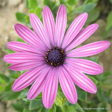 Soprano Purple Osteospermum African Daisy Larry Senalik Flickr