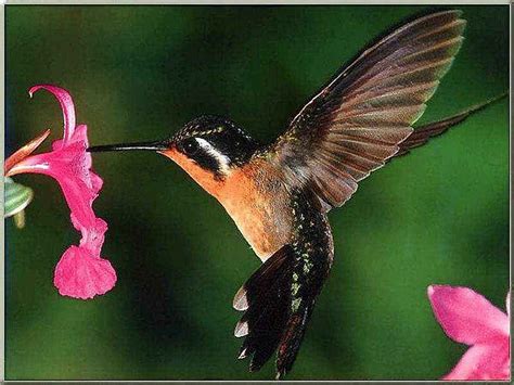 Hummingbird
