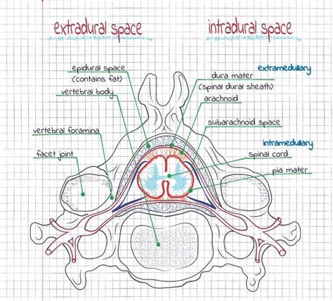 Meninges Of The Spinal Cord And Canal Extradural And Intradural Spaces Spinal Cord Anatomy