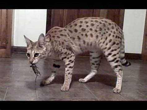 Price is based off conformation to the breed standard, temperament, demand and scarcity. World's Tallest Pet Cat - MAGIC - a female F1 Savannah Cat ...