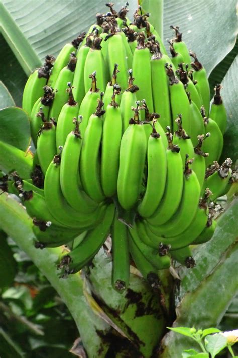 Free Images Banana Tree Banana Leaf Fruit Ripening Food Tropical