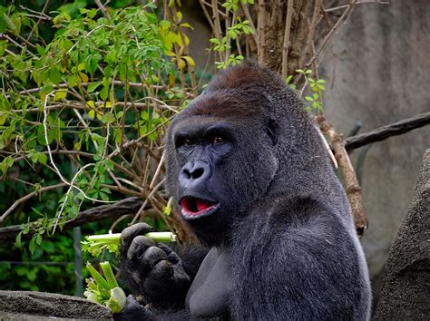 Hd Wallpaper Gorilla Eating Vegetable Ape Primate Wildlife Nature