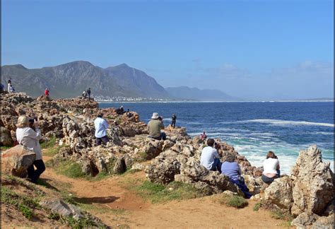 Hermanus Western Cape South African History Online