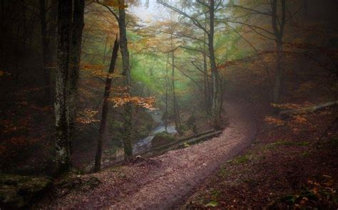 Landscape Nature Forest Path Fall Mist Trees River