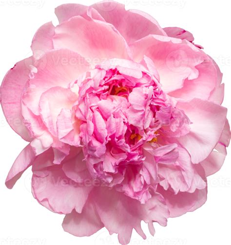 Pink Peony Flower Transparency Background Floral Object 8848165 Png