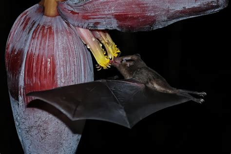7 Things Bats Like To Eat Most Diet And Facts