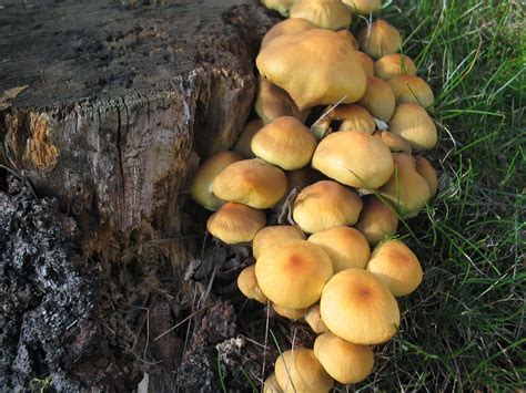 Free Images Forest Grass Stump Bark Produce Autumn Fungus