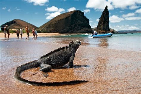 👍 Lo Que Debes Saber Para Visitar Las Islas Galápagos Ecuador