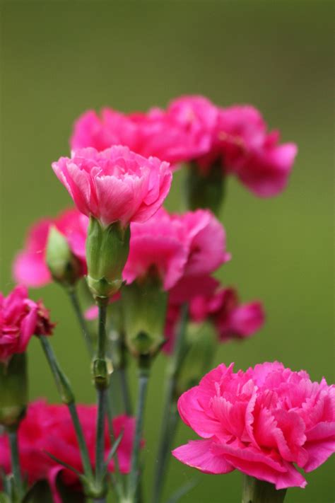 Pink Carnations Free Stock Photo Public Domain Pictures