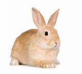 Pet Insurance Rabbit
