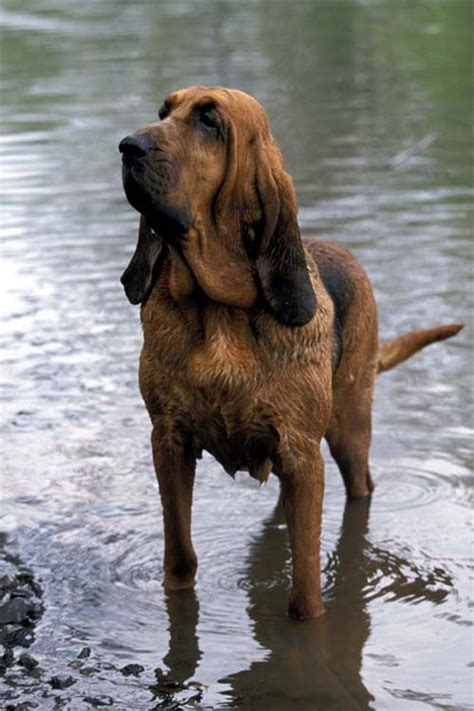 Believed to be descended from hounds once kept at the abbey of. Bloodhound Info, Temperament, Puppies, Pictures