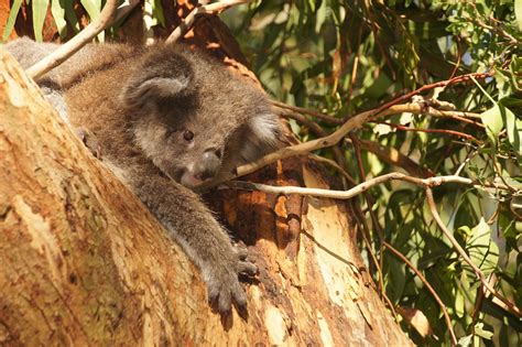 Koala Australia Bear · Free Photo On Pixabay
