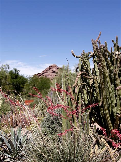 Free Images Landscape Nature Rock Cactus Hill Desert Flower