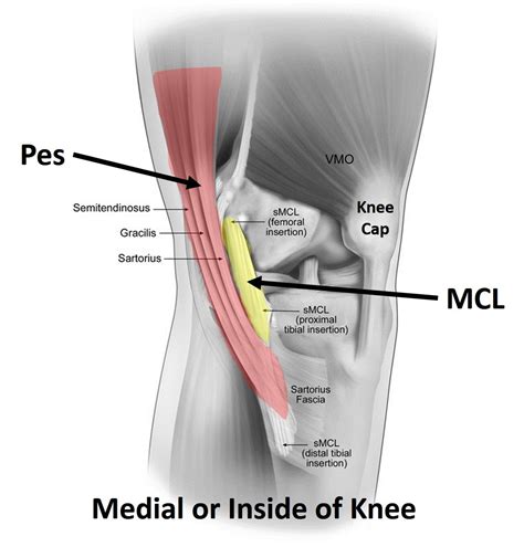 Prp For Knee Arthritis Regenexx® At New Regeneration Orthopedics
