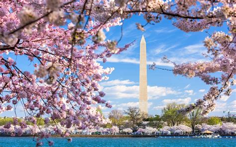 Washington DC Cherry Blossom Wallpapers - Top Free Washington DC Cherry