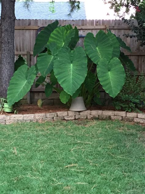 Giant Elephant Ears--and they live up to their name. That is a 10 ft