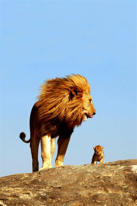 Taken at fitzroy island, queensland. Lion King iPhone Wallpaper - WallpaperSafari