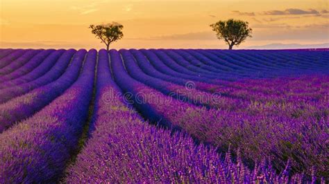 Provence Lavender Field At Sunset Valensole Plateau Provence France