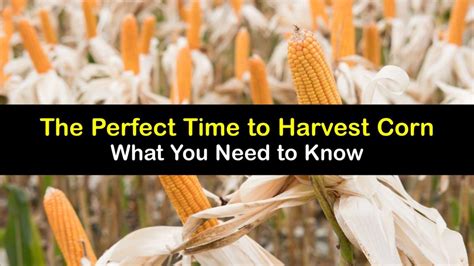 Harvesting Corn Best Time To Pick Corn