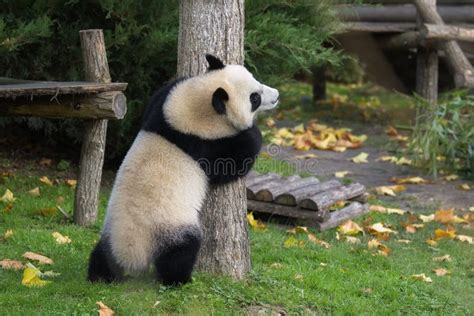 Cute Baby Panda Tree Climbing Bamboo Stock Photos Free And Royalty Free