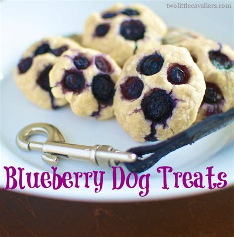 Muddy Paws Blueberry Dog Treats Recipe Blueberries