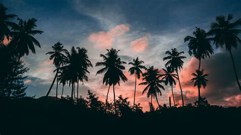 Hd Wallpaper Silhouette Palm Tree Dusk Palms Evening Sky