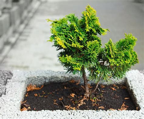 Auch ausgezeichnet als solitärpflanze geeignet, da sie nur einen einzigen, schmalen, aufrechten, kegelförmigen, geraden hauptstamm hervorbringt. Thuja Hecke Schneiden Doch Wieviel | Thujahecken: Der ...