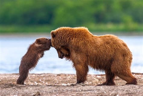 56 un bear ably cute momma bears teaching their teddy bears how to bear bored panda