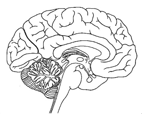 Imagen Para Colorear Del Sistema Nervioso Imagui