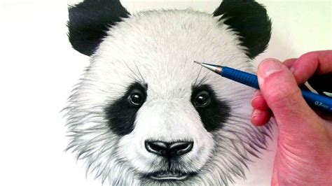 Drawing Of Panda Bear Draw Space