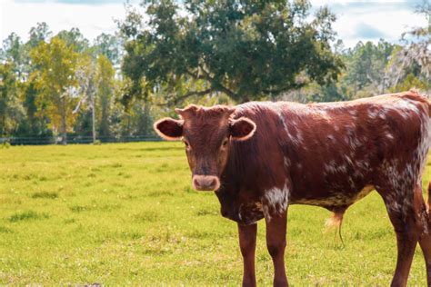 Florida Cracker Cattle For Sale Two Son Farm