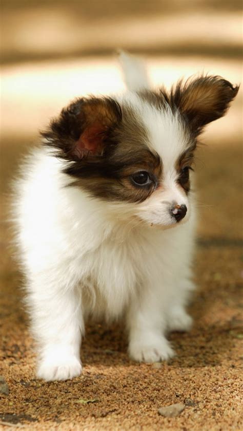 60 Cute Animals iPhone Wallpapers You Would Love to Download