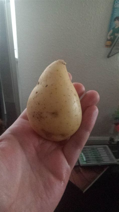 this potato is shaped like a pear r mildlyinteresting