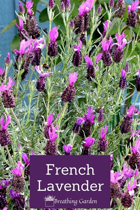 French Lavender Is A Beautiful Flower To Grow In Any Garden French