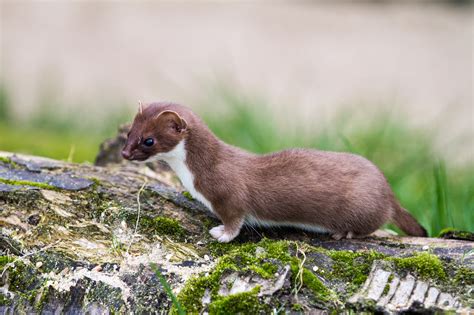 Least Weasels Rare In Wyoming Wyoming Untrapped