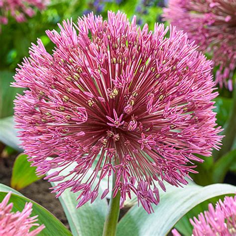 Allium Nevskianum Premium Dutch Flower Bulbs