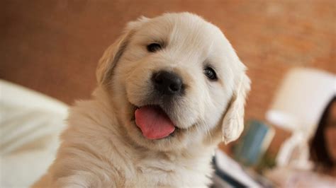 Images Of Cute Dogs And Puppies